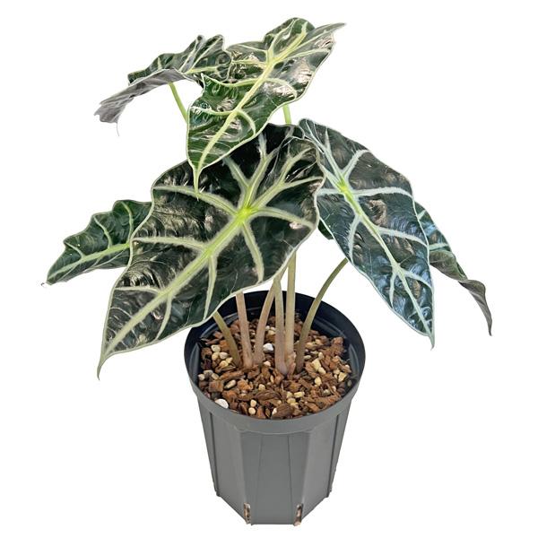 アロカシア　斑入り　２種 アロカシア 斑入り 2種 アロカシア グリーンベルベット 斑入り