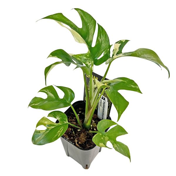 現品 ヒメモンステラ 斑入り (HM006) 3号 ラフィドフィラ テトラ