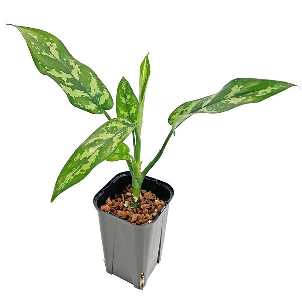 アグラオネマ　五月雨 Aglaonema pictum GW1603 