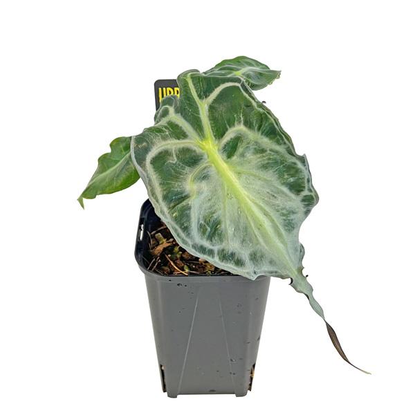 早い者勝ち！　アロカシア　ヴェノム アロカシア ヴェノム 3号 アーバンジャングル Urban Jungle Alocasia