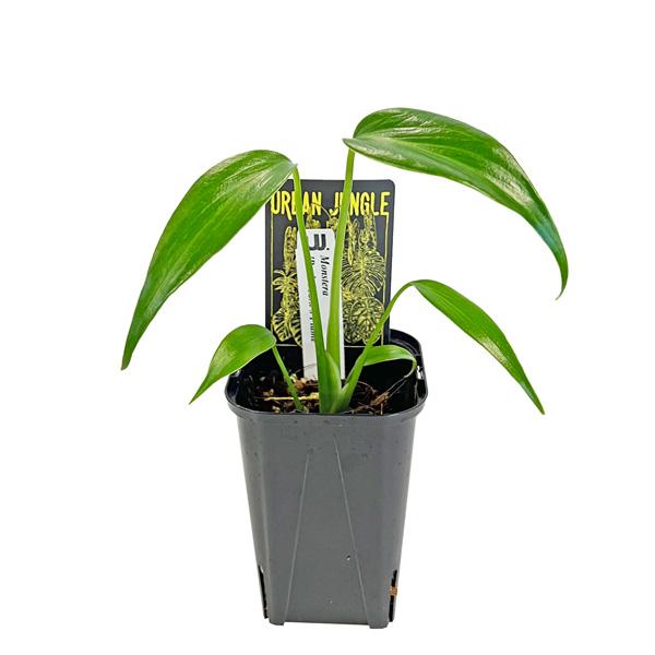 モンステラ バールマルス フレーム③ モンステラ バールマルクスフレーム 3号 アーバンジャングル Monstera