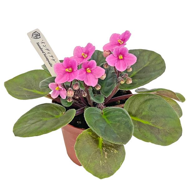 【セントポーリア/インディアナ】 耐陰性があり、室内でもお花が楽しめ、昔から愛されている観葉植物です。葉は多肉質な質感でとてもかわいいです。イワタバコ科/ストレプトカーパス属和名：アフリカスミレ耐寒性：寒さに弱い。１5度以上をキープ。耐暑性...