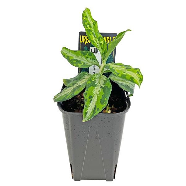 Urban JungleAglaonema Pictum耐寒性：寒さに弱い。12度以上をキープ。耐暑性：暑さに強い。18-25度が最適です。置き場所：直射日光を避けた明るい場所サイズ　　※撮影時全長：約24cm横幅：約11cm 奥行：約12...