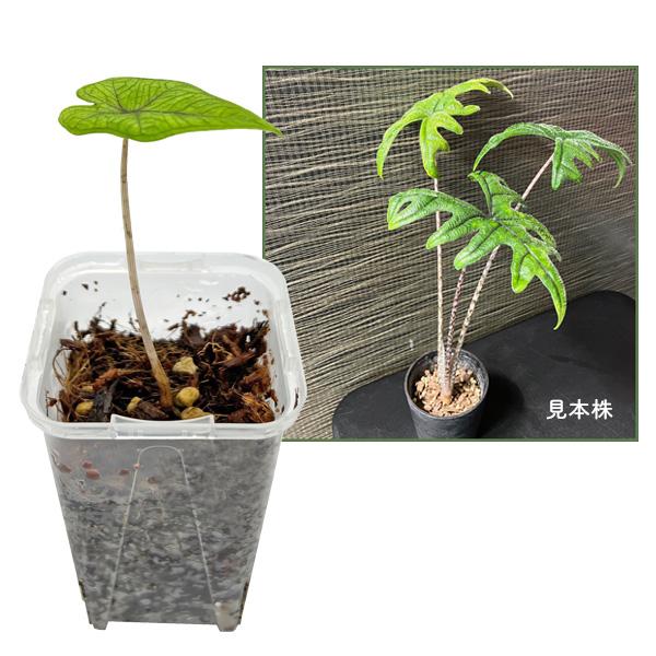 【アロカシア ジャックリン】学　名：Alocasia tandurusa 流通名：Alocasia Jacklyn サトイモ科/アロカシア属耐寒性：15度まで。耐暑性：暑さに強い。20〜30℃位が最適温度です。置き場所：直射日光を避けた明る...