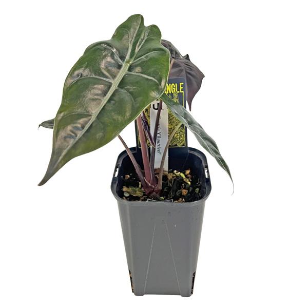 アロカシア シャンティエリ 3号 アーバンジャングル Urban Jungle Alocasia × chantrieri 観葉植物