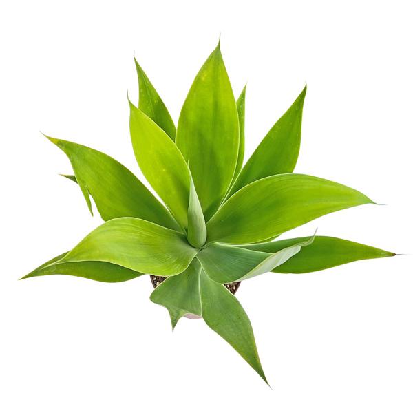 現品 アガベ アテナータ カラズストライプズ 5号 アテヌアータ Agave