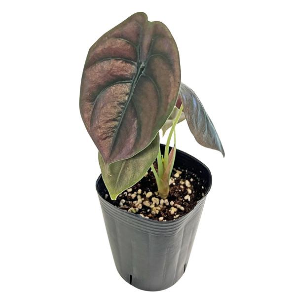 アロカシア クプレア レッドシークレット 3号 黒ポット Alocasia cuprea Red Secret ジュエル サトイモ科 観葉植物 インテリアグリーン