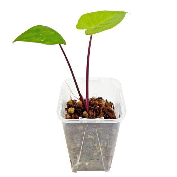 アロカシア ブラックステム 2.5号 幼苗 ネガミエル Alocasia blackstem アロイド 観葉植物 インテリアグリーン