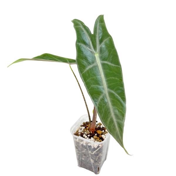 アロカシア パープルバック sp ミリー 3号 幼苗 Alocasia pueple back sp Miri Salawak Malaysia 観葉植物