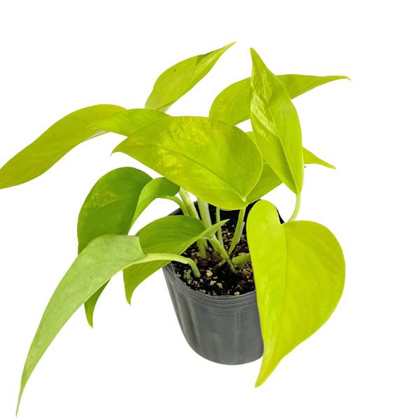 ポトス ライム 3号 Pothos Epipremnum aureum Lime エピプレナム つる性 アロイド 観葉植物