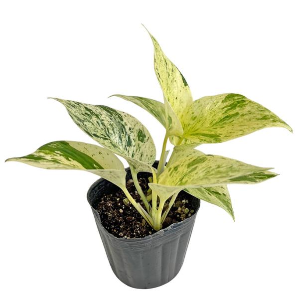 ポトス マーブル 3号 Pothos Epipremnum aureum Marble Queen エピプレナム つる性 アロイド 観葉植物