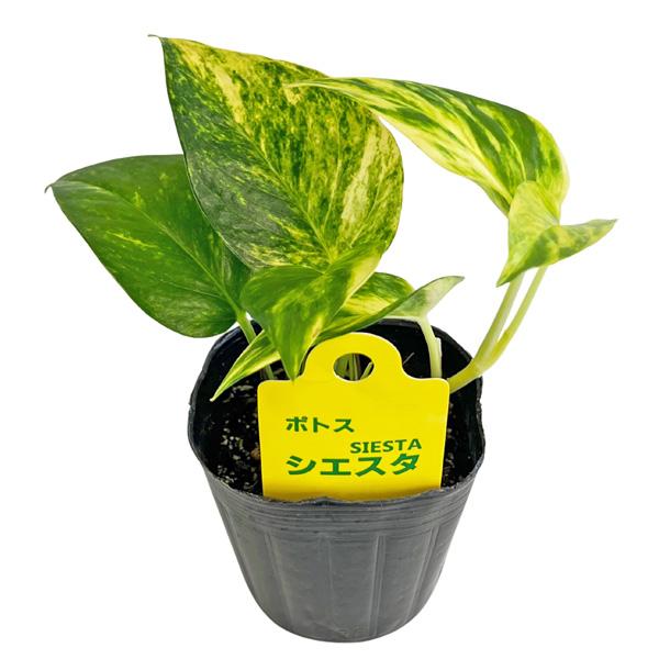 ポトス シエスタ 3号 Pothos Epipremnum aureum Siesta エピプレナム つる性 黄金葛 オウゴンカズラ アロイド 観葉植物