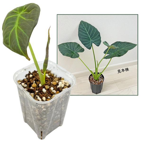 アロカシア リーガルシールズ 3号 幼苗 ネガミエル Alocasia Regal
