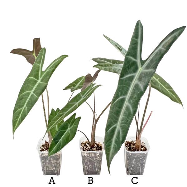 現品出荷 アロカシア sp ミリー 3号 Alocasia pueple back sp Miri 大型品種 観葉植物