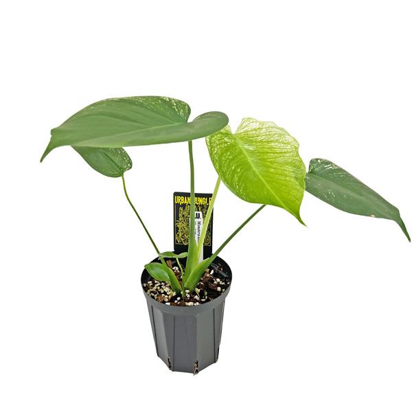 現品出荷 UJ モンステラ デリシオーサ デビルモンスター (DEV1) 4号 Urban Jungle Monstera deliciosa Devil monster 希少 レア 観葉植物