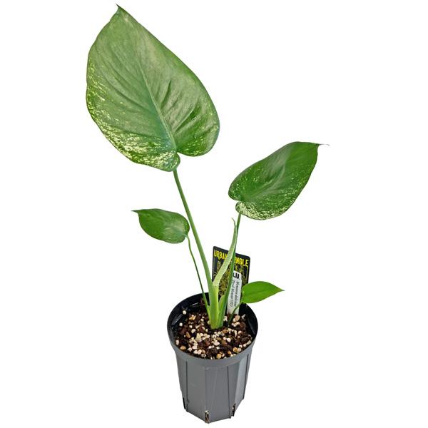 現品出荷 UJ モンステラ デリシオーサ デビルモンスター (DEV2) 4号 Urban Jungle Monstera deliciosa Devil monster 希少 レア 観葉植物