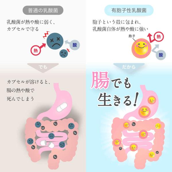 乳酸菌 サプリ W Flora ダブル フローラ Buyee 日本代购平台 产品购物网站大全 Buyee一站式代购 Bot Online