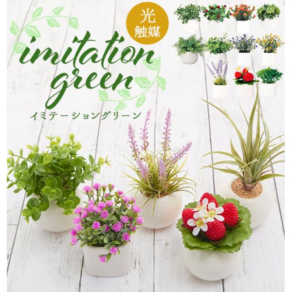 観葉植物 小さめの人気商品 通販 価格比較 価格 Com