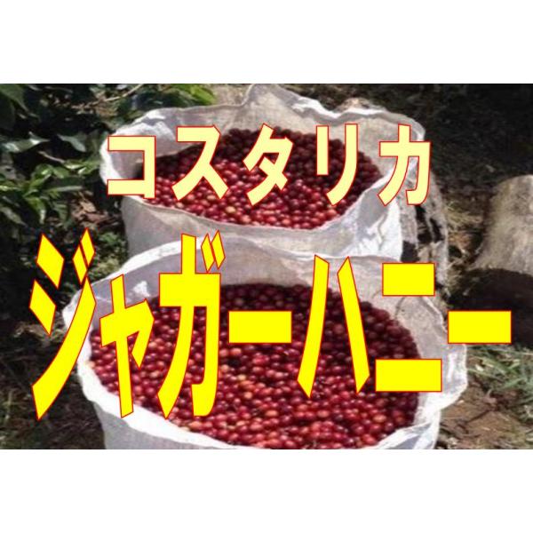 コーヒー豆 コスタリカ ジャガーハニー 100g : ばいせん工房 珈琲
