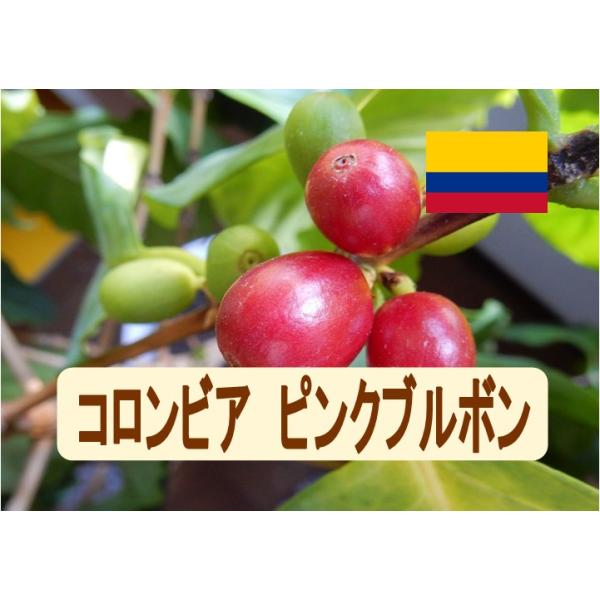 コーヒー豆 コロンビア ピンクブルボン 100g 珈琲 Coffee : ばいせん