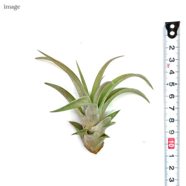 チランジア カピタータ ピーチ S Size エアープランツ ティランジア 観葉植物 おしゃれ 壁掛け インテリア ミニ 小型 吊り下げ 室内 Capitata Peach Buyee Buyee Japanese Proxy Service Buy From Japan Bot Online