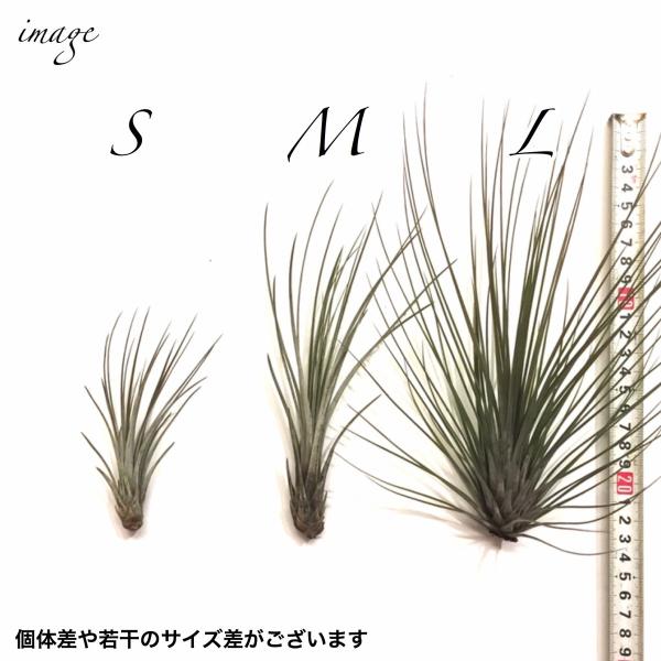 チランジア ジュンセア S Size エアープランツ 観葉植物 おしゃれ 壁掛け インテリア ミニ Juncea Buyee Buyee 提供一站式最全面最專業現地yahoo Japan拍賣代bid代拍代購服務 Bot Online