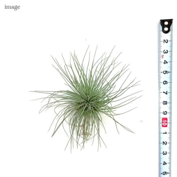 チランジア フックシー グラシリス M Size エアープランツ ティランジア 観葉植物 おしゃれ 壁掛け インテリア ミニ 小型 吊り下げ 室内 Fuchsii Gracilis Buyee Buyee Japanischer Proxy Service Kaufen Sie Aus Japan