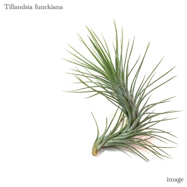チランジア フンキアナ エアープランツ ティランジア 観葉植物 おしゃれ 壁掛け インテリア ミニ 小型 吊り下げ 室内 Funckiana Buyee Buyee Japanese Proxy Service Buy From Japan Bot Online