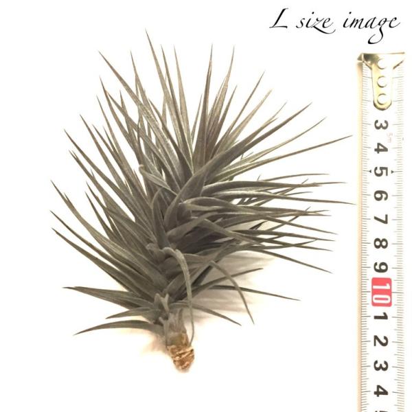 チランジア アエラントス ニグラ L Size エアープランツ 観葉植物 おしゃれ 壁掛け インテリア ミニ ミニパープル Aeranthos Nigra Buyee Buyee Japanese Proxy Service Buy From Japan Bot Online