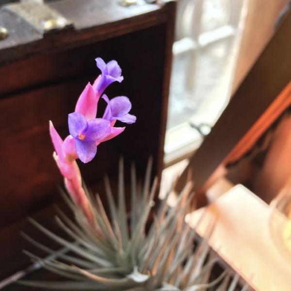 チランジア アエラントス ニグラ L Size エアープランツ 観葉植物 おしゃれ 壁掛け インテリア ミニ ミニパープル Aeranthos Nigra Buyee Buyee Japanese Proxy Service Buy From Japan Bot Online