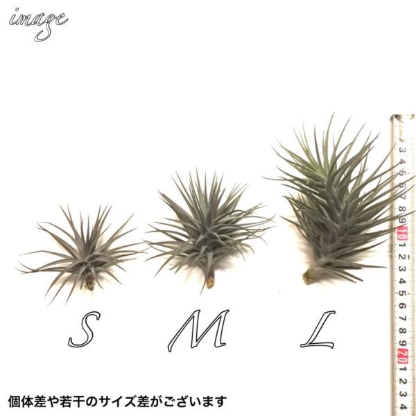 チランジア アエラントス ニグラ L Size エアープランツ 観葉植物 おしゃれ 壁掛け インテリア ミニ ミニパープル Aeranthos Nigra Buyee Buyee Japanese Proxy Service Buy From Japan Bot Online