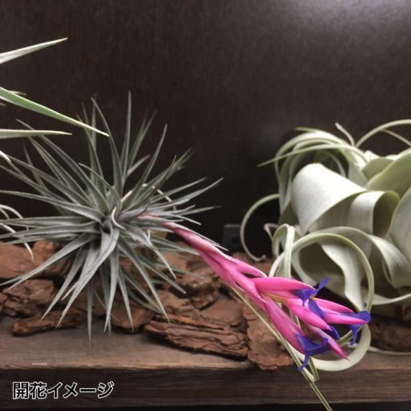 チランジア アエラントス ニグラ L Size エアープランツ 観葉植物 おしゃれ 壁掛け インテリア ミニ ミニパープル Aeranthos Nigra Buyee Buyee Japanese Proxy Service Buy From Japan Bot Online