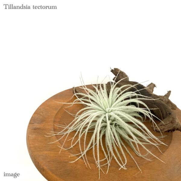 チランジア テクトラム L size (エアープランツ ティランジア 観葉植物