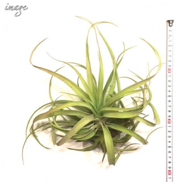 チランジア カピタータ ピーチ L Size エアープランツ ティランジア 観葉植物 おしゃれ 壁掛け インテリア ミニ 小型 吊り下げ 室内 Capitata Peach Buyee Buyee 提供一站式最全面最專業現地yahoo Japan拍賣代bid代拍代購服務 Bot Online