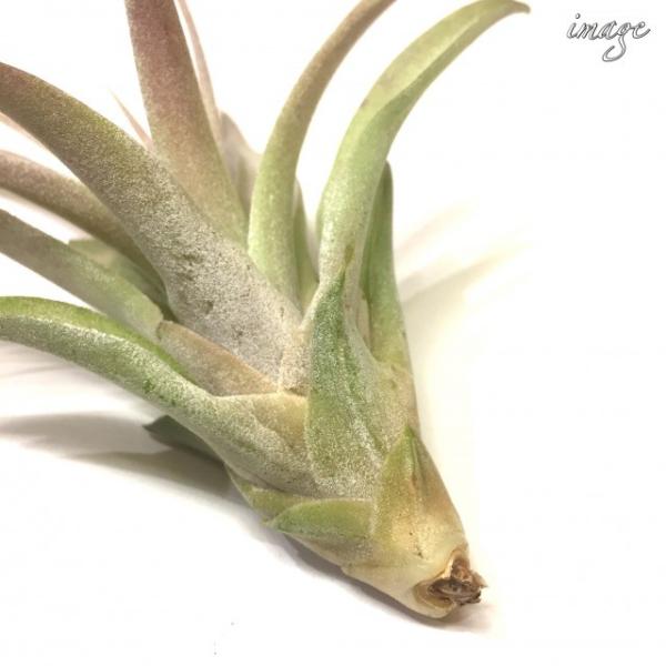 チランジア カピタータ ピーチ L Size エアープランツ ティランジア 観葉植物 おしゃれ 壁掛け インテリア ミニ 小型 吊り下げ 室内 Capitata Peach Buyee Servis Zakupok Tretim Licom Buyee Pokupajte Iz Yaponii