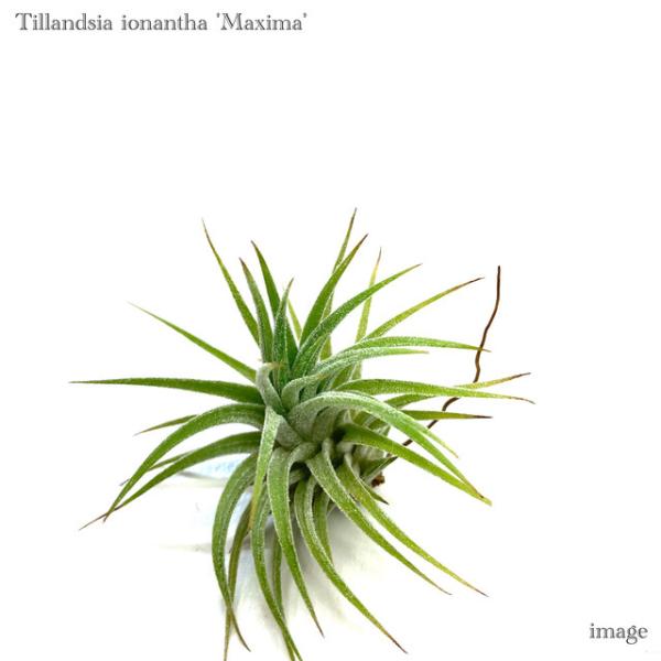 チランジア イオナンタ マキシマ (エアープランツ 観葉植物 おしゃれ