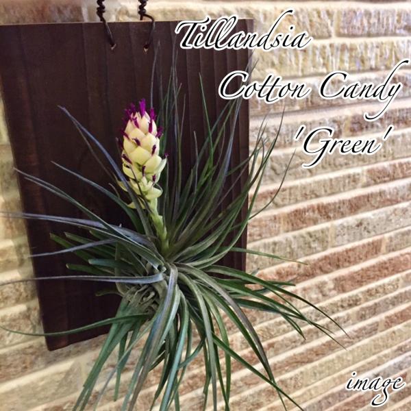 チランジア コットンキャンディ グリーン 壁掛け エアープランツ 観葉植物 おしゃれ 壁掛け インテリア ヒューストン Houston Cotton Candy Green Buyee Buyee Japanese Proxy Service Buy From Japan Bot Online