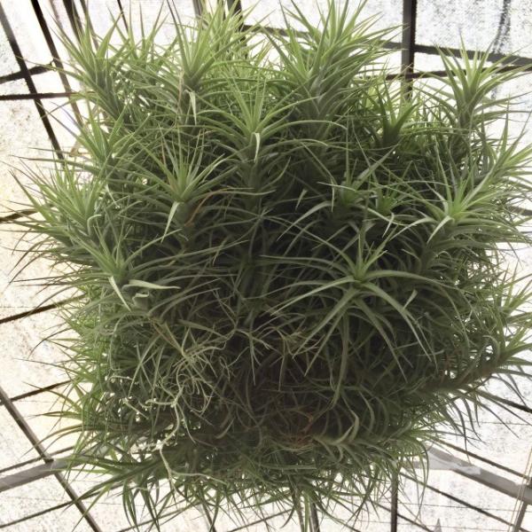 現品 チランジア ベルゲリ No エアープランツ 観葉植物 おしゃれ 壁掛け インテリア 大型 Bergeri Labkum Fh Unila Ac Id