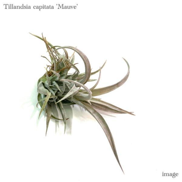 チランジア カピタータ モーブ クランプ エアープランツ ティランジア 観葉植物 おしゃれ 壁掛け インテリア ミニ 小型 吊り下げ 室内 Capitata Mauve エアープランツ専門店b L 通販 Yahoo ショッピング