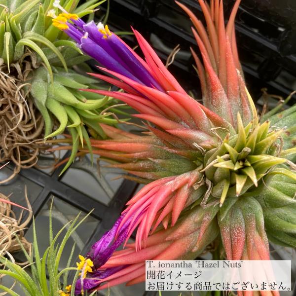 小型イオナンタの人気品種です！