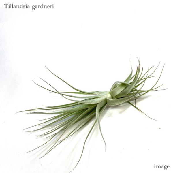 bandlaqua_21575