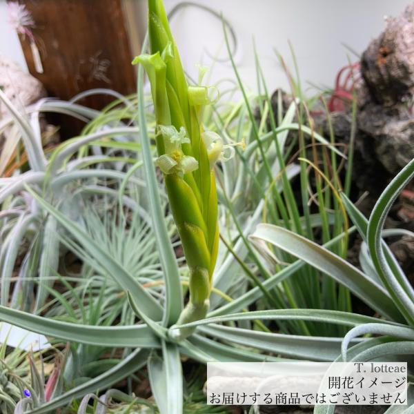 現品) チランジア ロッテアエ (No.21918) (エアープランツ