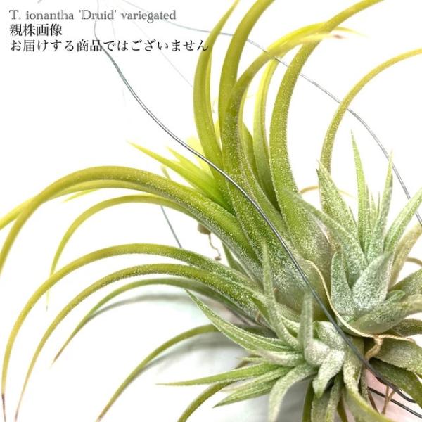 現品) チランジア イオナンタ 'ドルイド' 斑入り (No.22160) (エアー