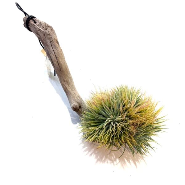 現品) チランジア イオナンタ モンストローサ (No.22169) (エアー