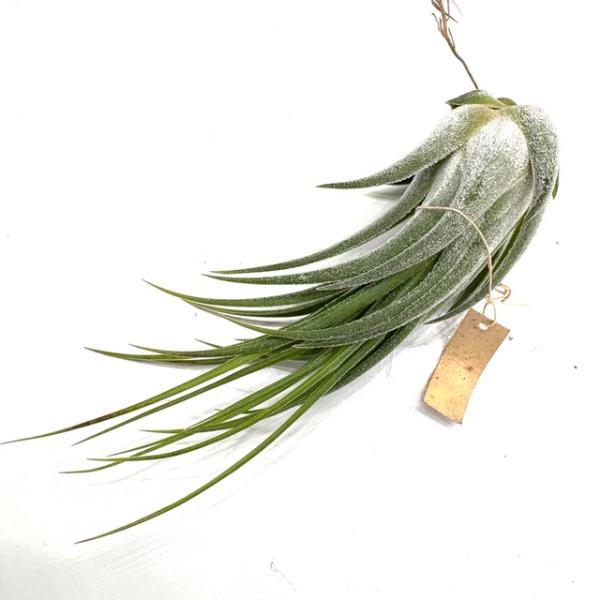 現品) チランジア 'ヒドゥンチャーム' (No.22180) (エアープランツ