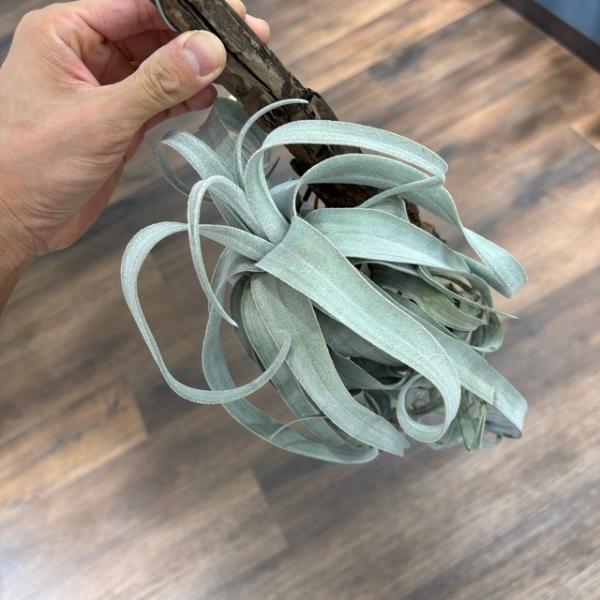 現品) チランジア 'ビーコレアーレ' (No.22297) (エアープランツ