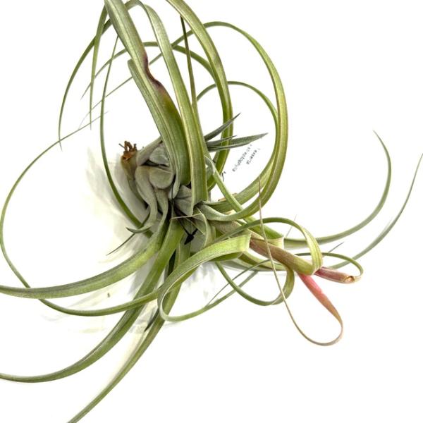 現品) チランジア エクセルタ × ストレプトフィラ (No.22327) (エアー