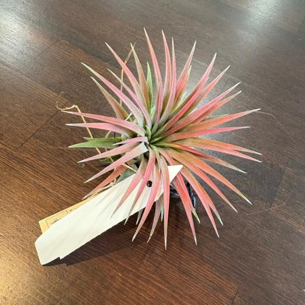 チランジア イオナンタ ヘッジホッグ チランジア イオナンタ ヘッジホッグ - メルカリ