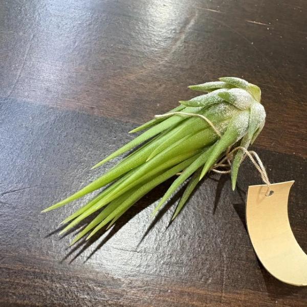 (現品) チランジア イオナンタ フエゴイエロー (No.22384) (エアープランツ ティランジア 観葉植物 おしゃれ 壁掛け インテリア ionantha fuego yellow)