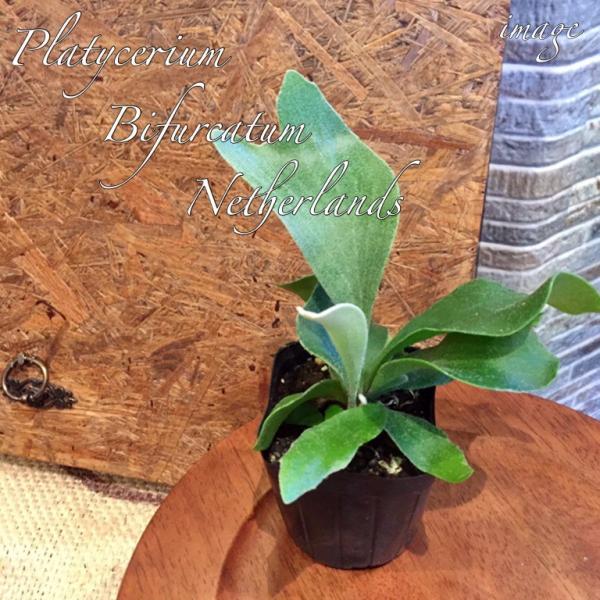 コウモリラン ネザランズ 3寸 ビカクシダ プラティセリウム 観葉植物 おしゃれ インテリア 吊り下げ 壁掛け ミニ 小型 室内 3号 ビフルカツム ネザーランド Buyee 日本代购平台 产品购物网站大全 Buyee一站式代购 Bot Online